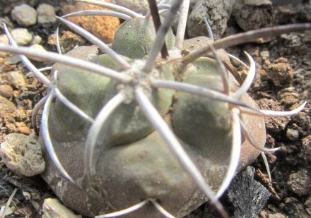 Copiapoa <br>coquimbana vallenarensis
