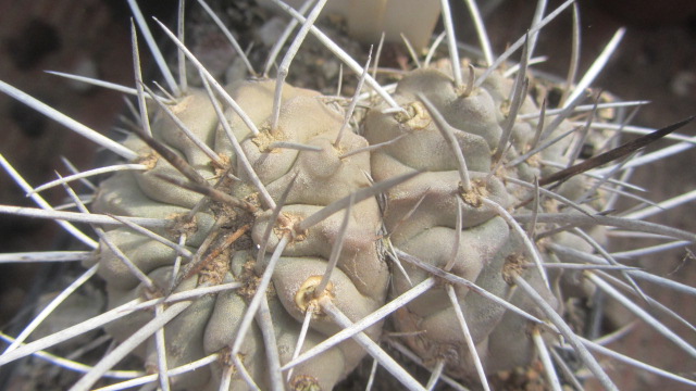 Copiapoa <br>dealbata