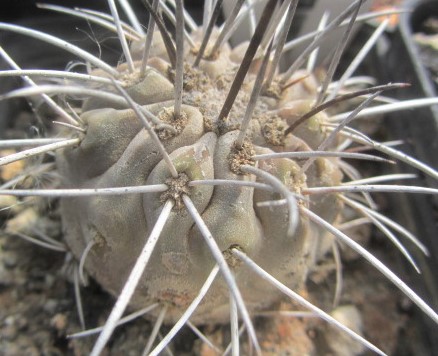 Copiapoa <br>dealbata