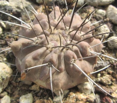 Copiapoa <br>dealbata