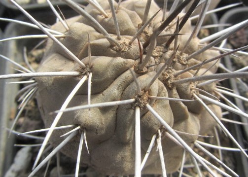 Copiapoa <br>dealbata