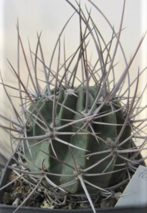 Lobivia <br>ferox longispina claesiana