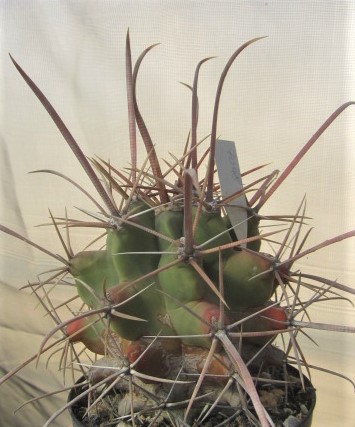 Ferobergia <br>f1 x rectispinus