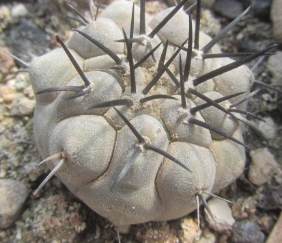 Copiapoa <br>cinerea