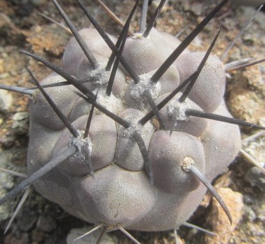 Copiapoa <br>cinerea