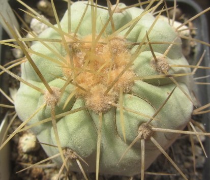 Copiapoa <br>haseltoniana