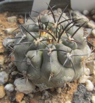 Copiapoa <br>calderana 