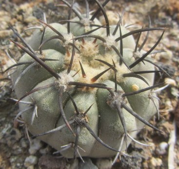 Copiapoa <br>calderana 