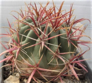 Ferocactus <br>gracilis