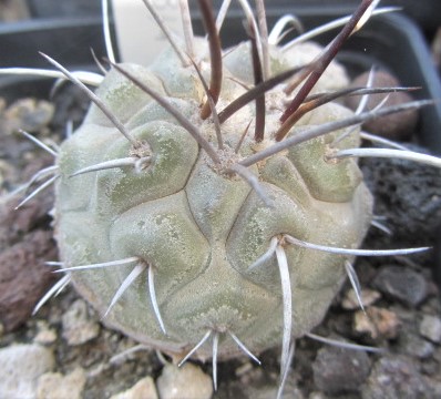 Copiapoa <br>dealbata