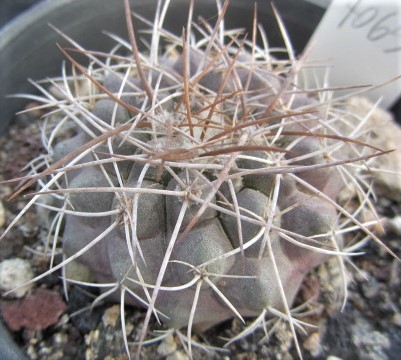 Copiapoa <br>taltalensis