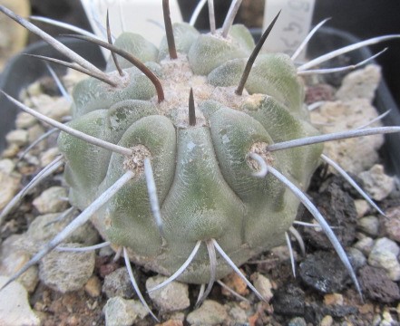 Copiapoa <br>dealbata