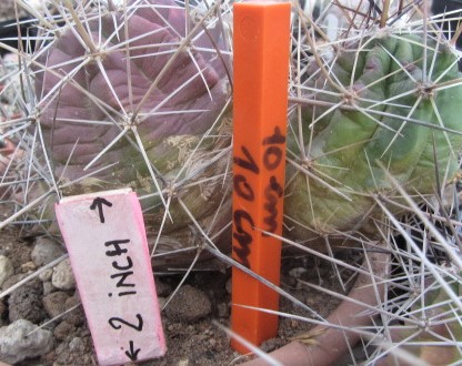 Echinocereus <br>enneacanthus  