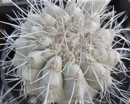 Copiapoa <br>cv columna alba big 43 x krainz