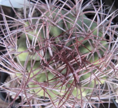 Denmoza <br>rhodacantha