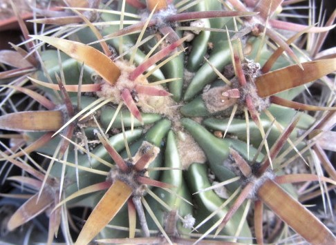 Ferocactus <br>latispinus