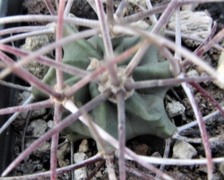 Echinocactus <br>parryi