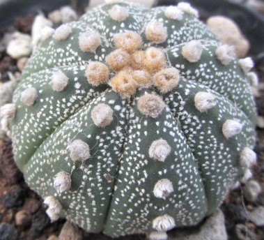 Astrophytum <br>asterias