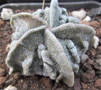 Astrophytum <br>myrostigma hybrid