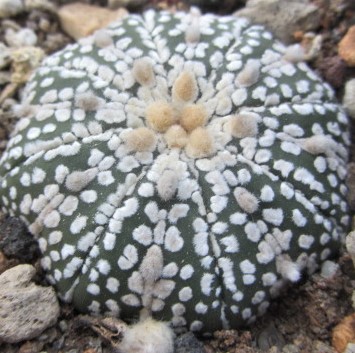 Astrophytum <br>asterias kabuto