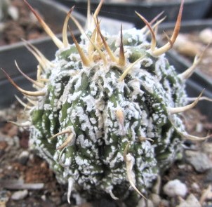 Astrophytum <br>ornatum hybrid