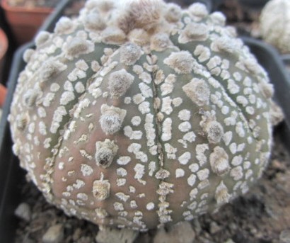Astrophytum <br>asterias kabuto f2 x capas