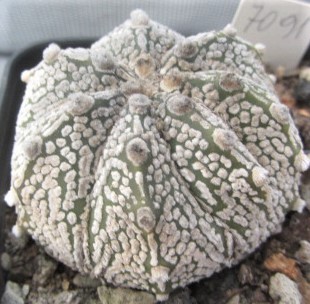 Astrophytum <br>asterias kabuto f2 x capas