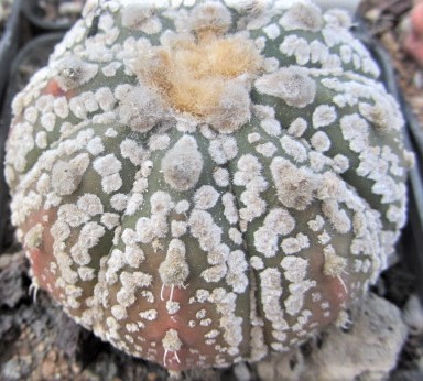 Astrophytum <br>asterias kabuto f2 x capas