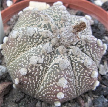 Astrophytum <br>asterias kabuto f2 x capas
