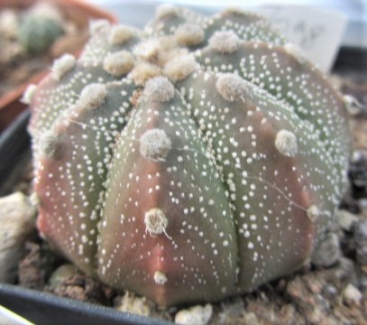Astrophytum <br>asterias kabuto f2 x capas