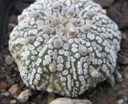 Astrophytum <br>asterias kabuto