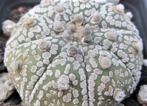 Astrophytum <br>asterias kabuto