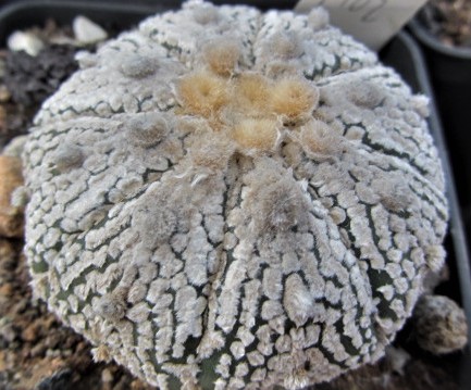 Astrophytum <br>asterias kabuto