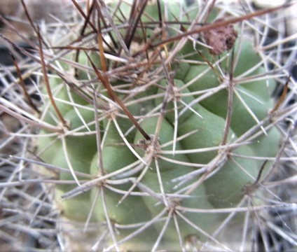 Matucana <br>sp 