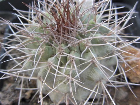 Copiapoa <br>ahremephiana