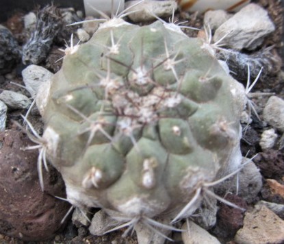 Copiapoa <br>montana