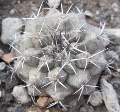 Copiapoa <br>montana