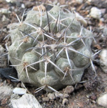 Copiapoa <br>montana