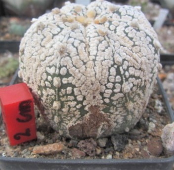 Astrophytum <br>asterias kabuto
