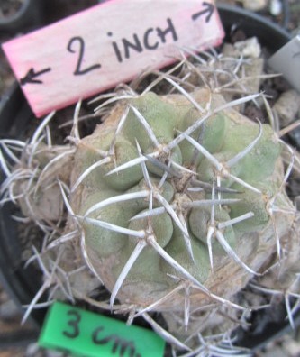 Copiapoa <br>pepiniana straminea n,n,