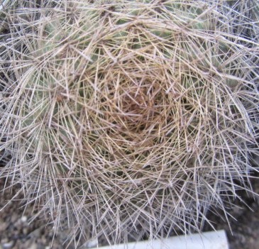 Weingartia sp 
