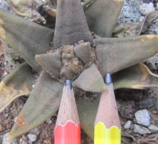Ariocarpus <br>trigonus