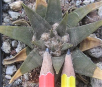 Ariocarpus <br>trigonus