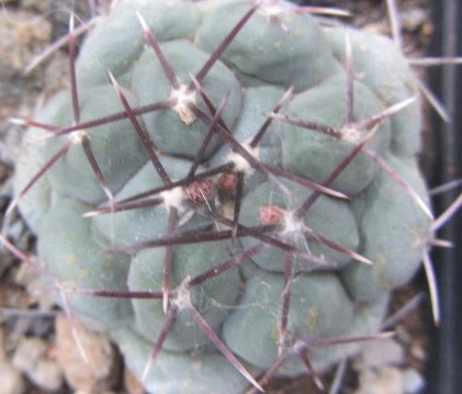 Thelocactus <br>hexaedrophorus forma