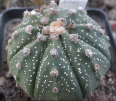 Astrophytum <br>cv ast x capas f2