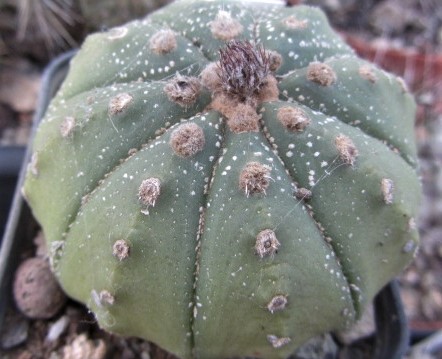 Astrophytum <br>cv ast x capas f2