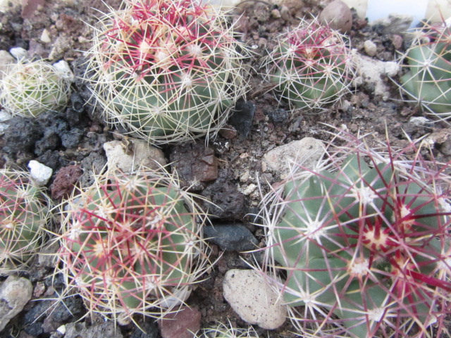 Thelocactus <br>bicolor schotti 
