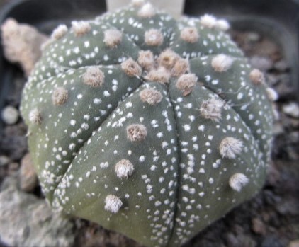 Astrophytum <br>asterias