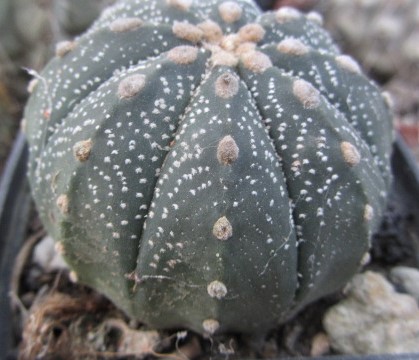 Astrophytum <br>asterias x cap