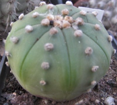Astrophytum <br>asterias 